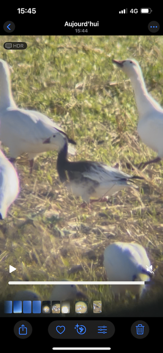Snow x Ross's Goose (hybrid) - ML642237246