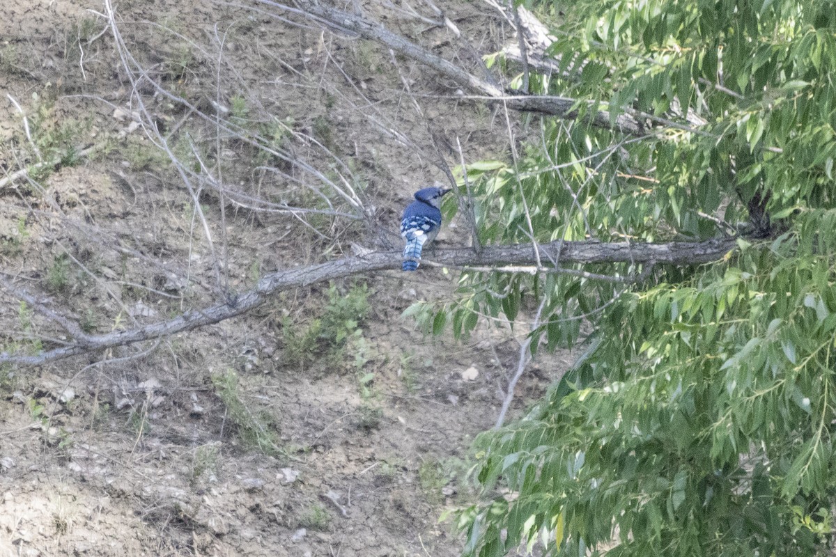 Blue Jay - ML642237253