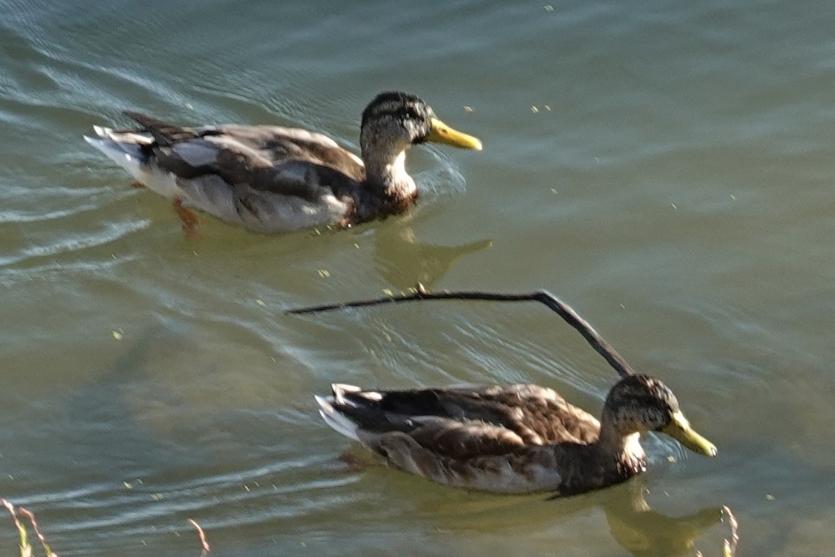 Mallard - ML642237337