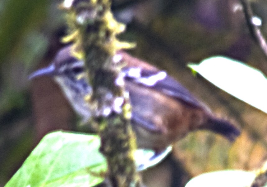 Bar-winged Wood-Wren - ML642237363