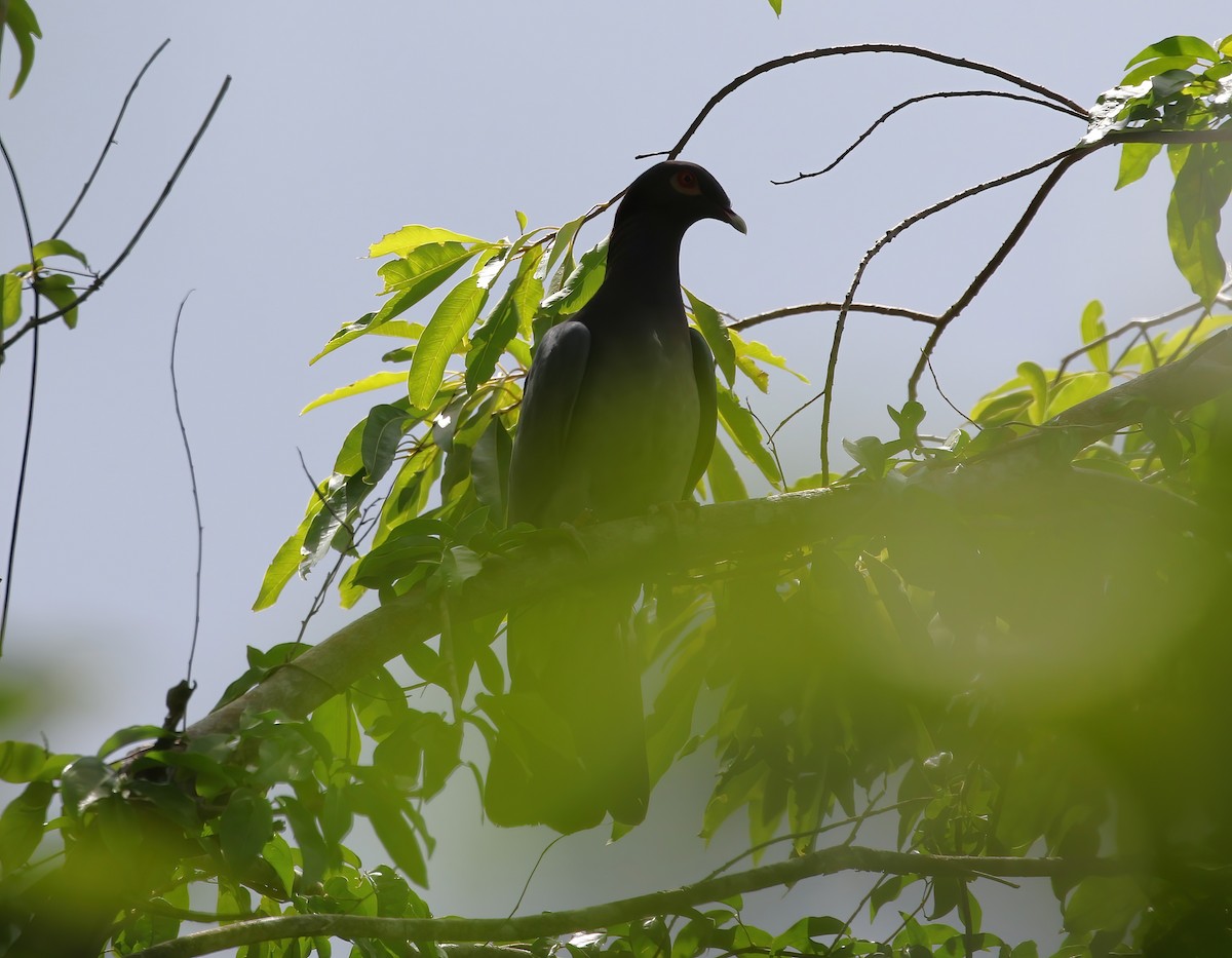 Scaly-naped Pigeon - ML642237392