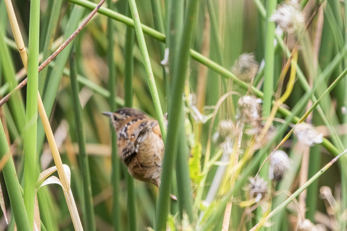 Marsh Wren - ML642237395