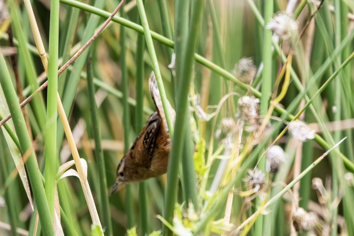 Marsh Wren - ML642237396