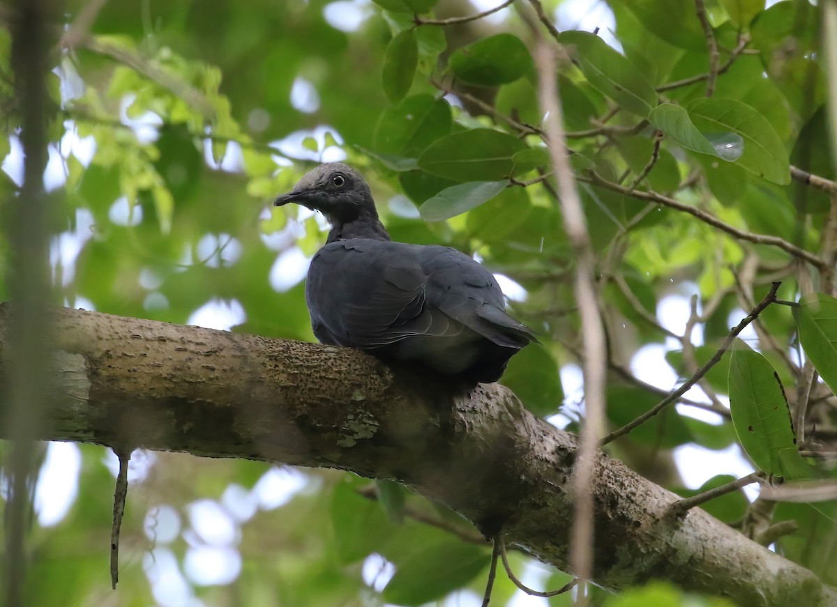 White-crowned Pigeon - ML642237397