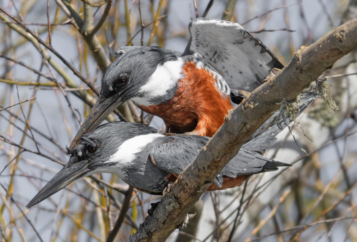 Ringed Kingfisher - ML642237423
