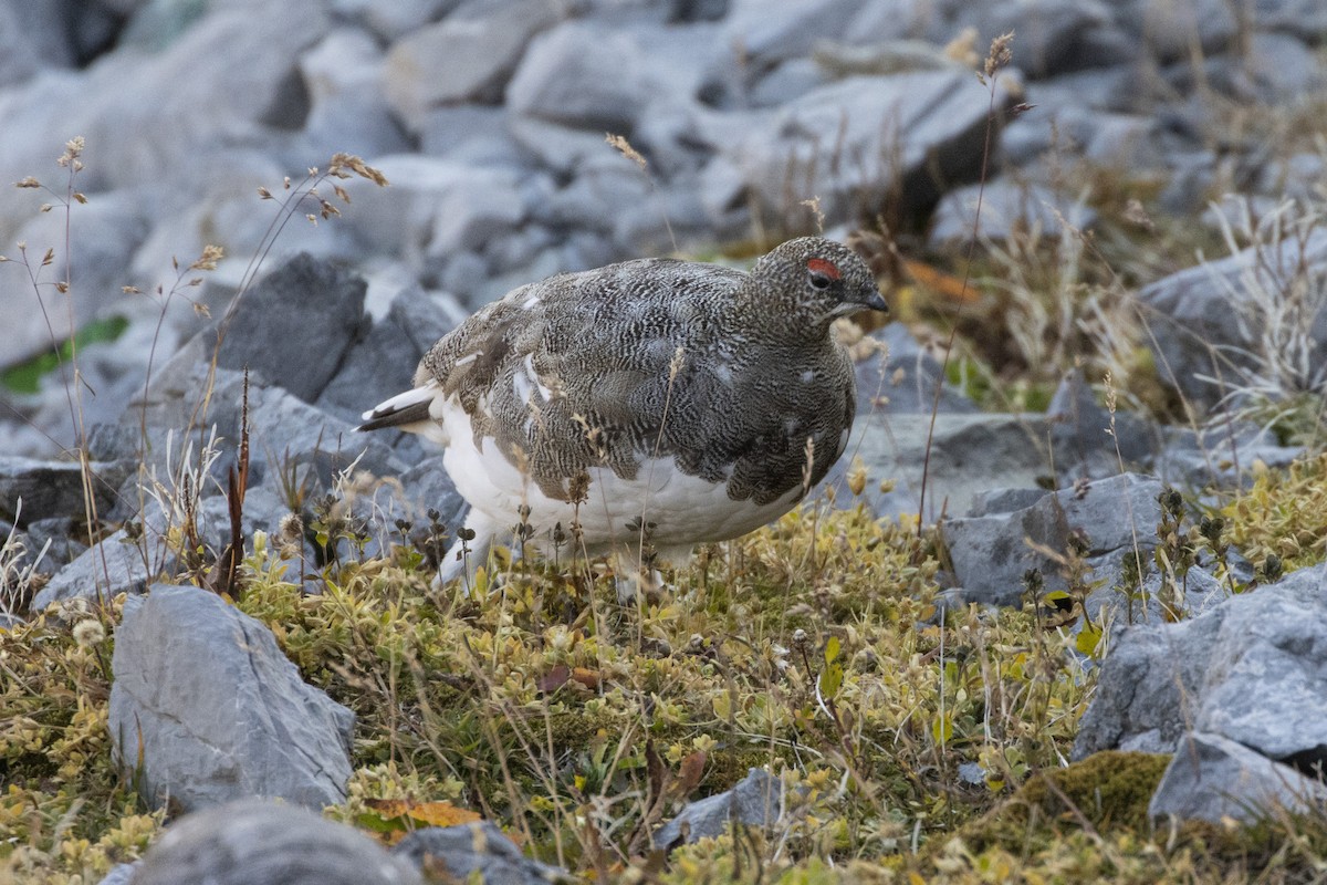 Dağ Kar Tavuğu - ML642237437