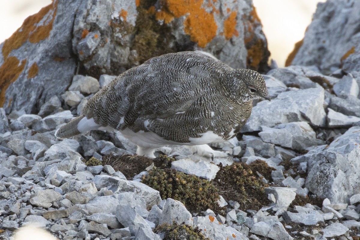 Dağ Kar Tavuğu - ML642237438