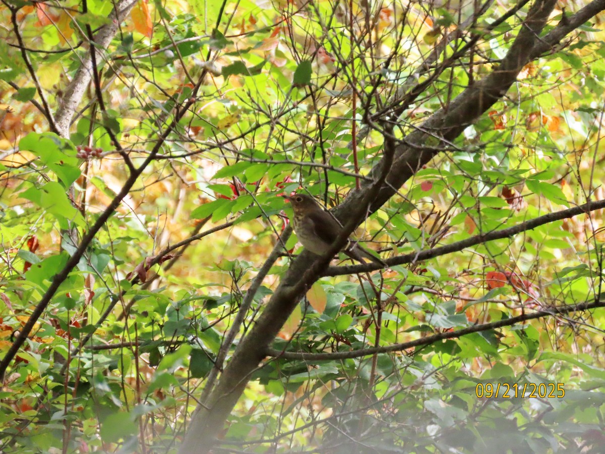 オリーブチャツグミ - ML642237461