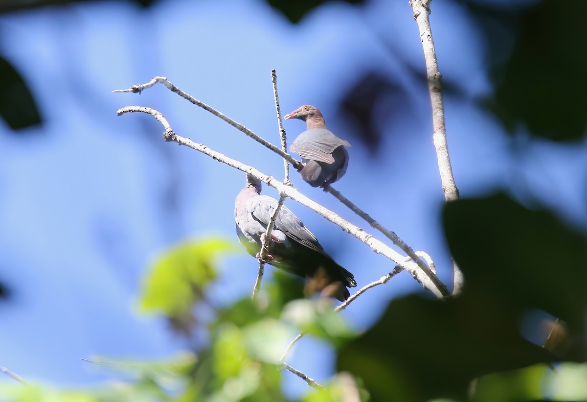Scaly-naped Pigeon - ML642237466