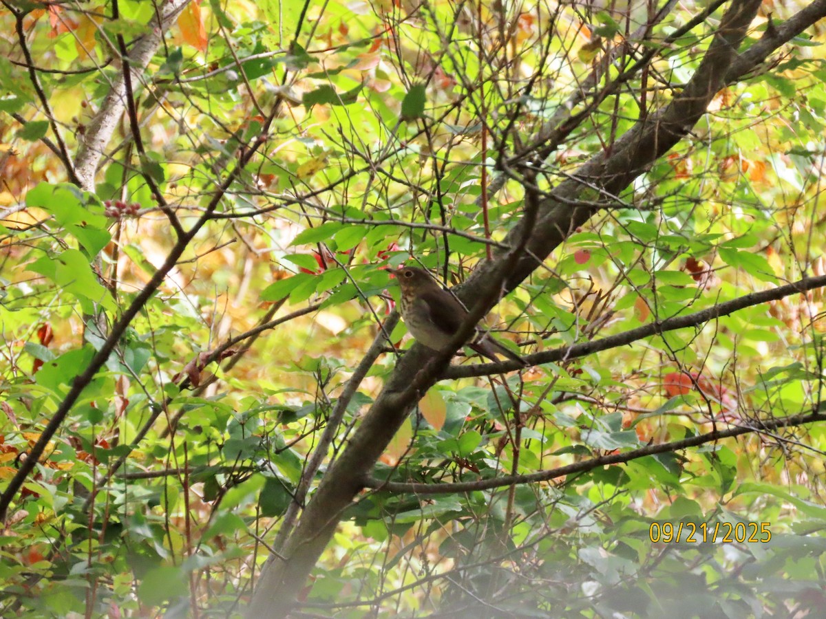 オリーブチャツグミ - ML642237473