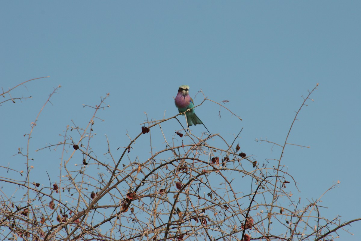 Lilac-breasted Roller - ML642237476