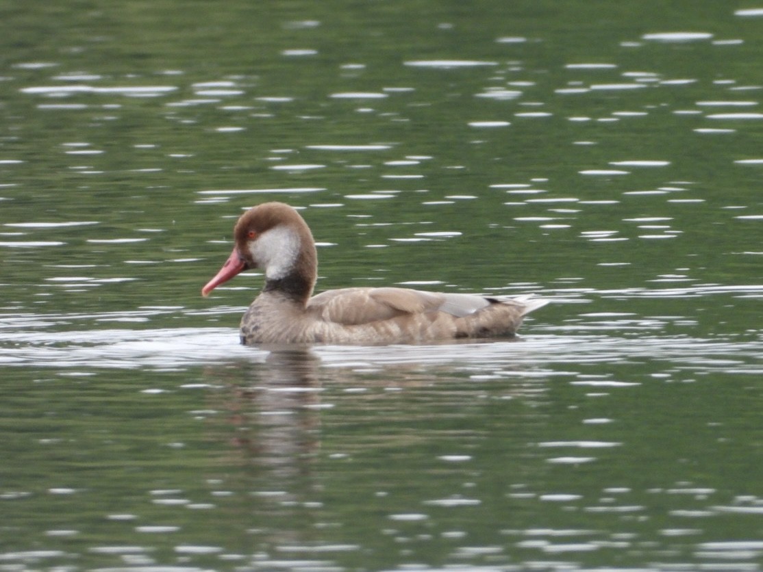 Red-crested Pochard - ML642237528