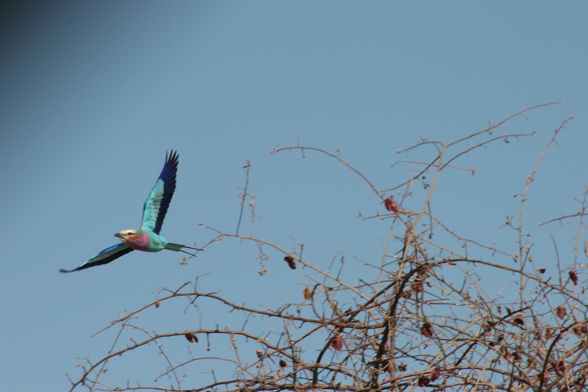 Lilac-breasted Roller - ML642237529