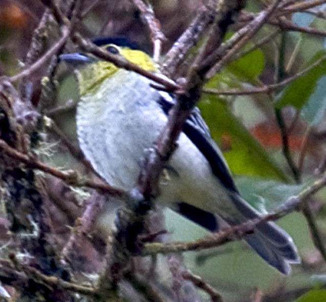 Barred Becard - ML642237532