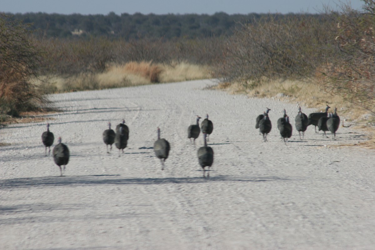 Helmeted Guineafowl - ML642237552