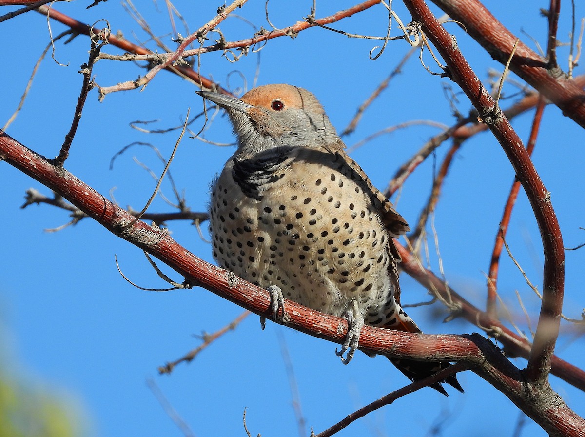 Northern Flicker - ML642237563