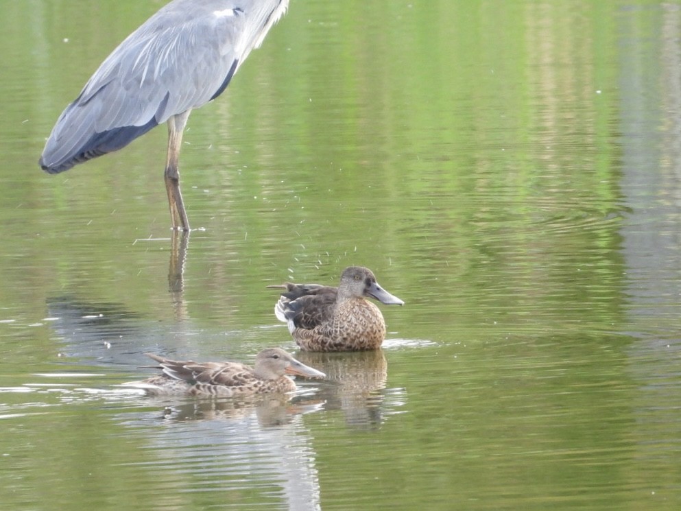 Northern Shoveler - ML642237570