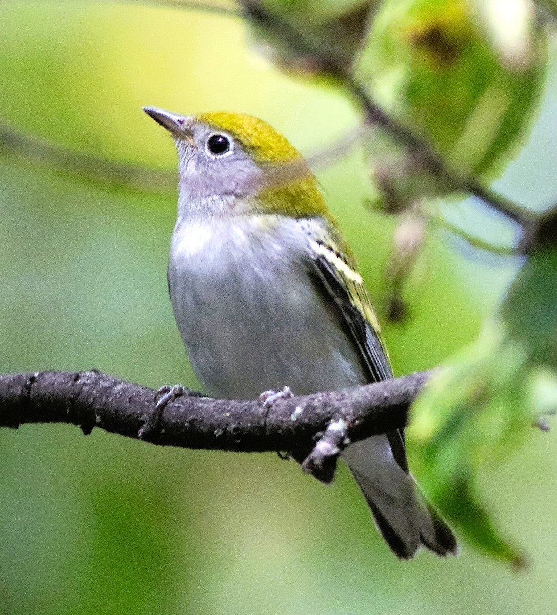 Chestnut-sided Warbler - ML642237573