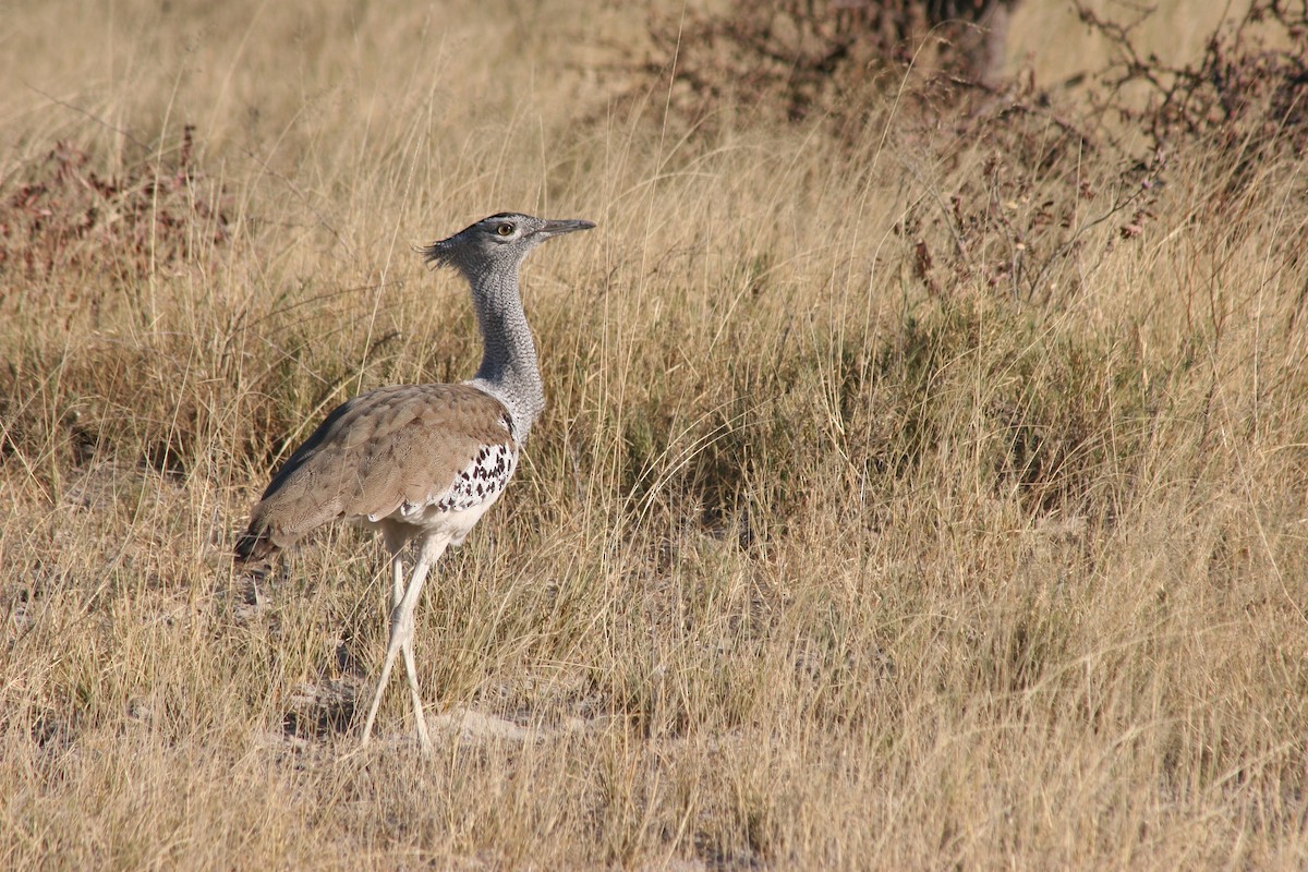 Kori Bustard - ML642237576