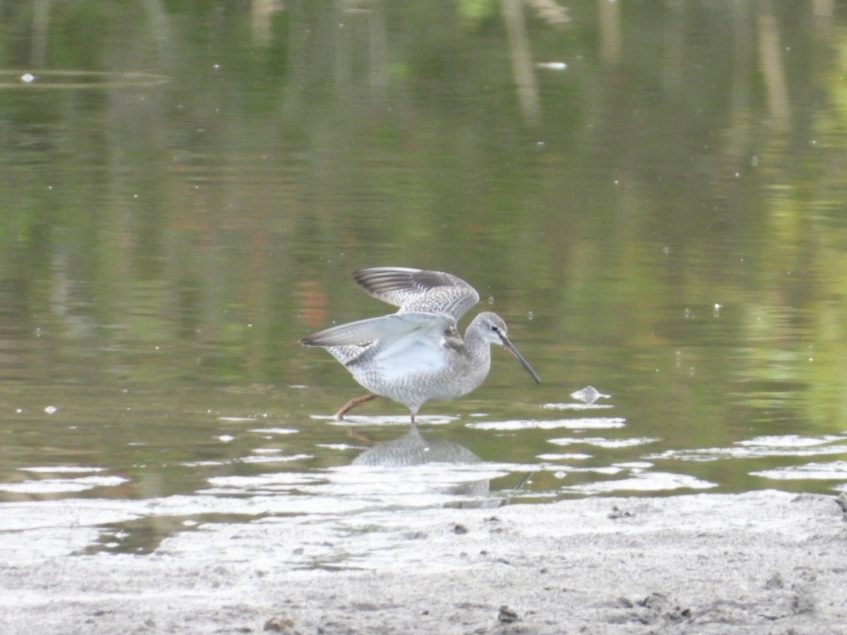 Spotted Redshank - ML642237591