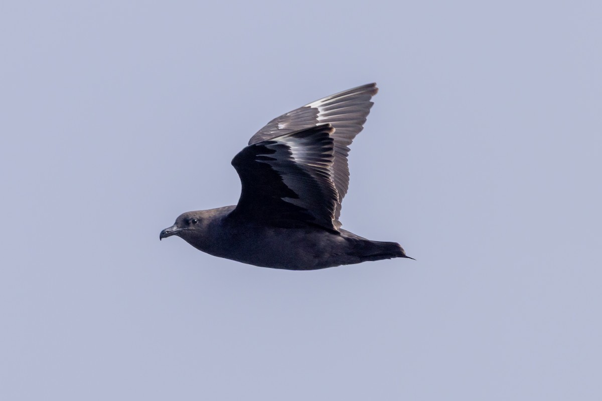 South Polar Skua - ML642237599