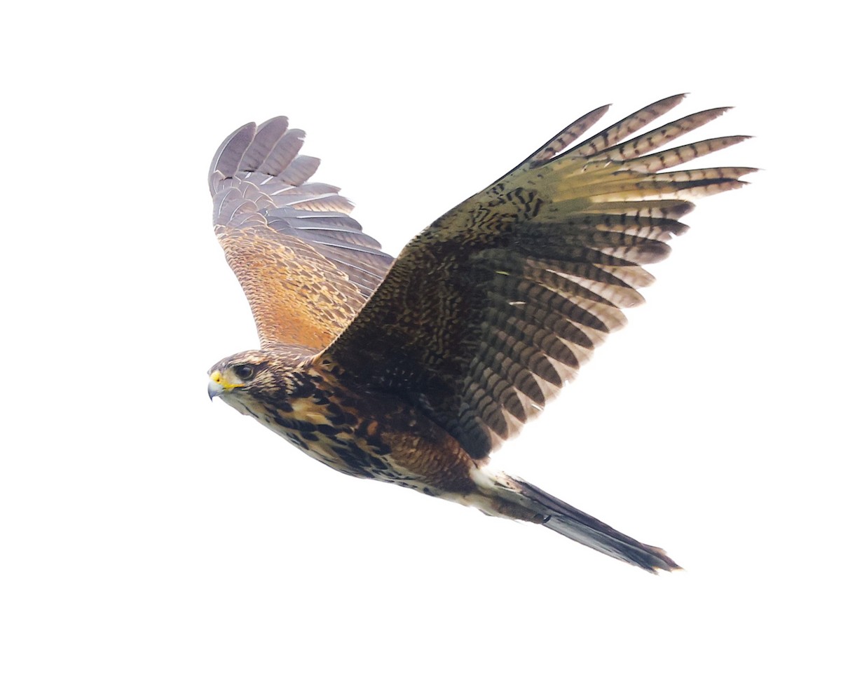 Harris's Hawk - ML642237606