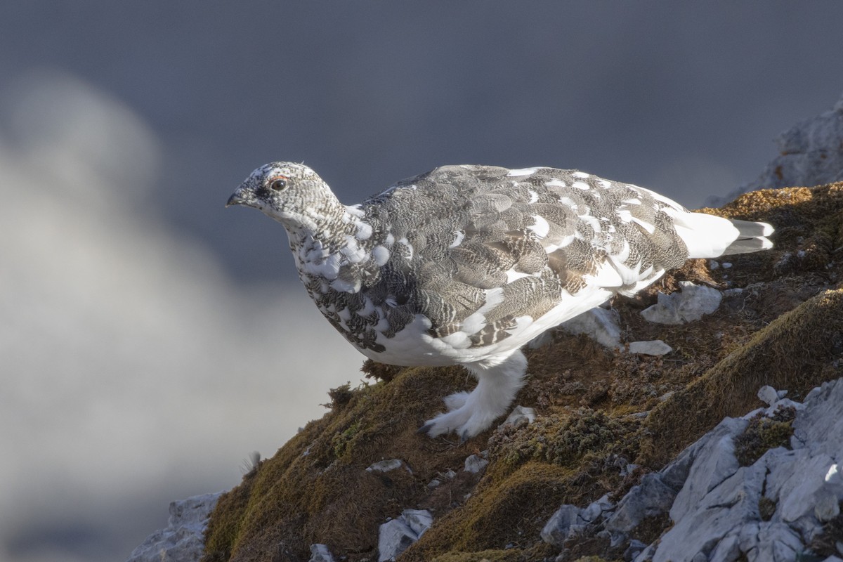 Dağ Kar Tavuğu - ML642237608