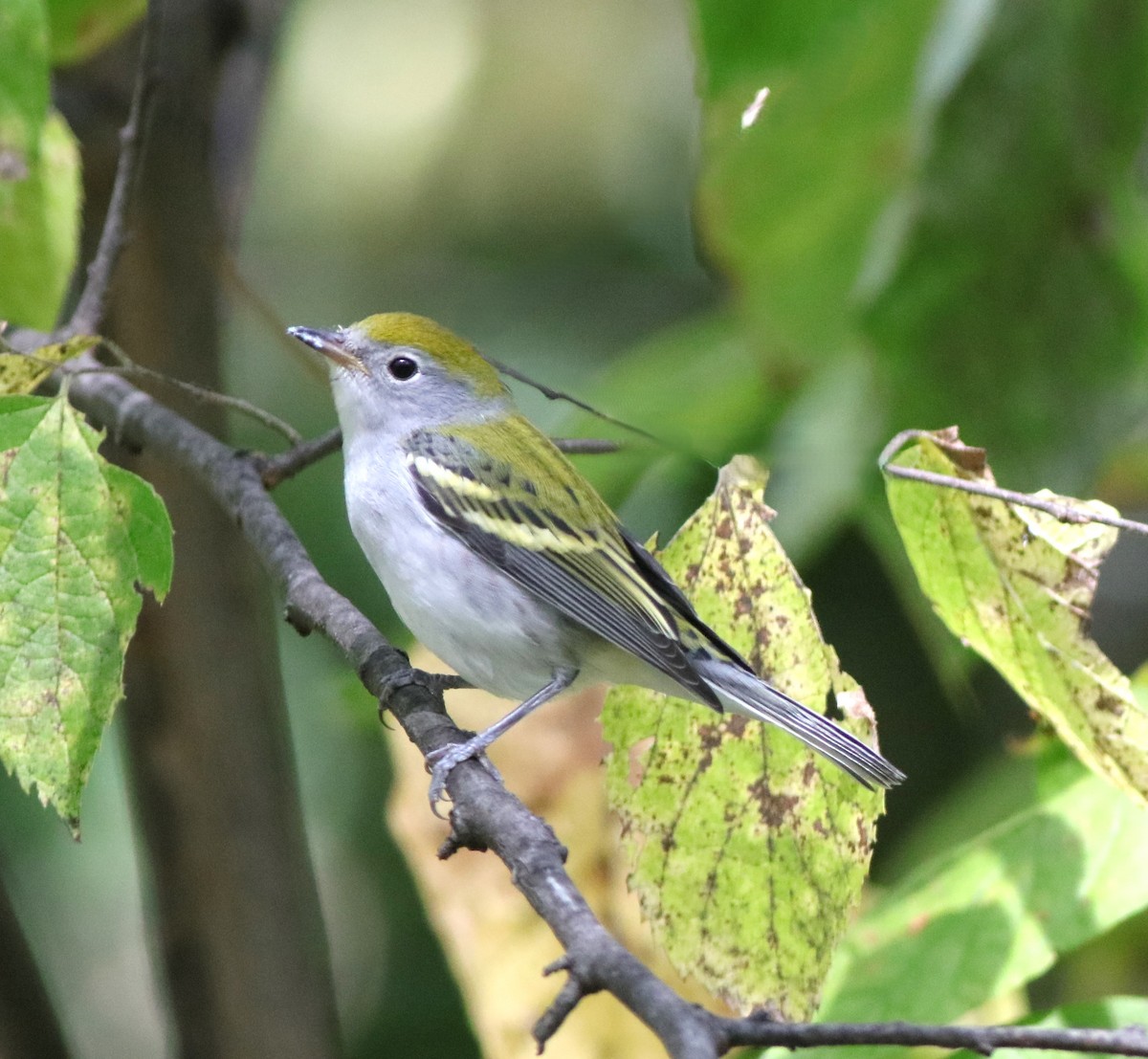 Chestnut-sided Warbler - ML642237613
