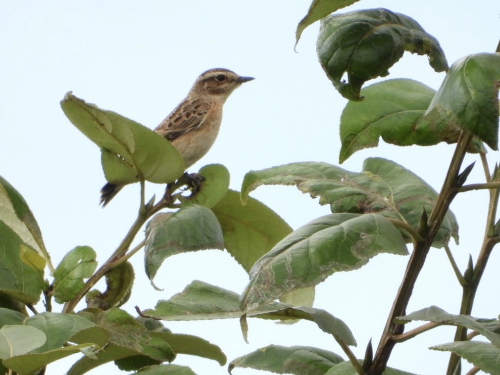 Whinchat - ML642237627