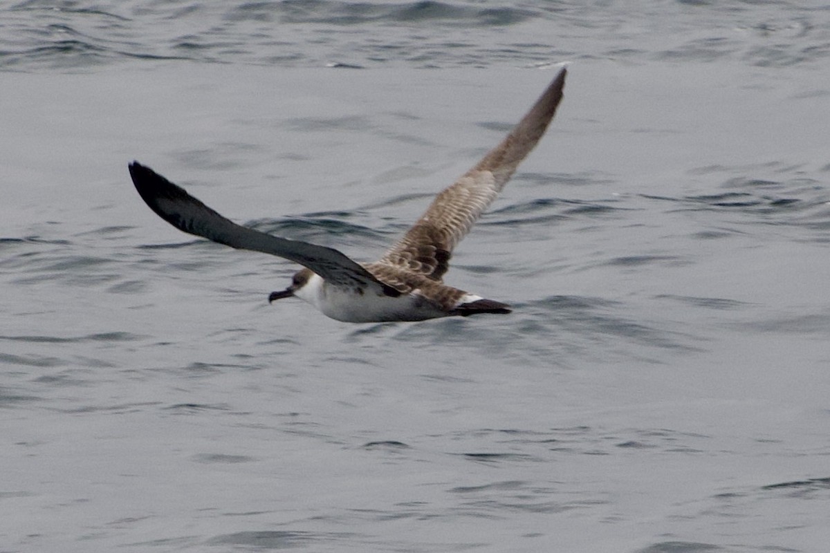 Great Shearwater - ML642237648