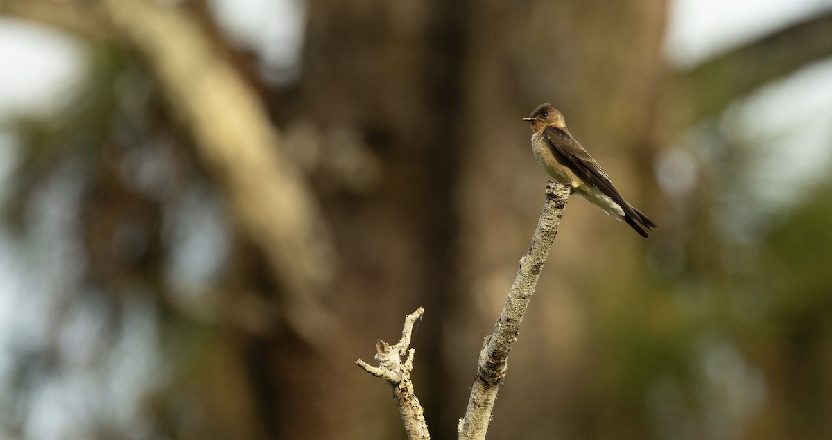 Southern Rough-winged Swallow - ML642237649