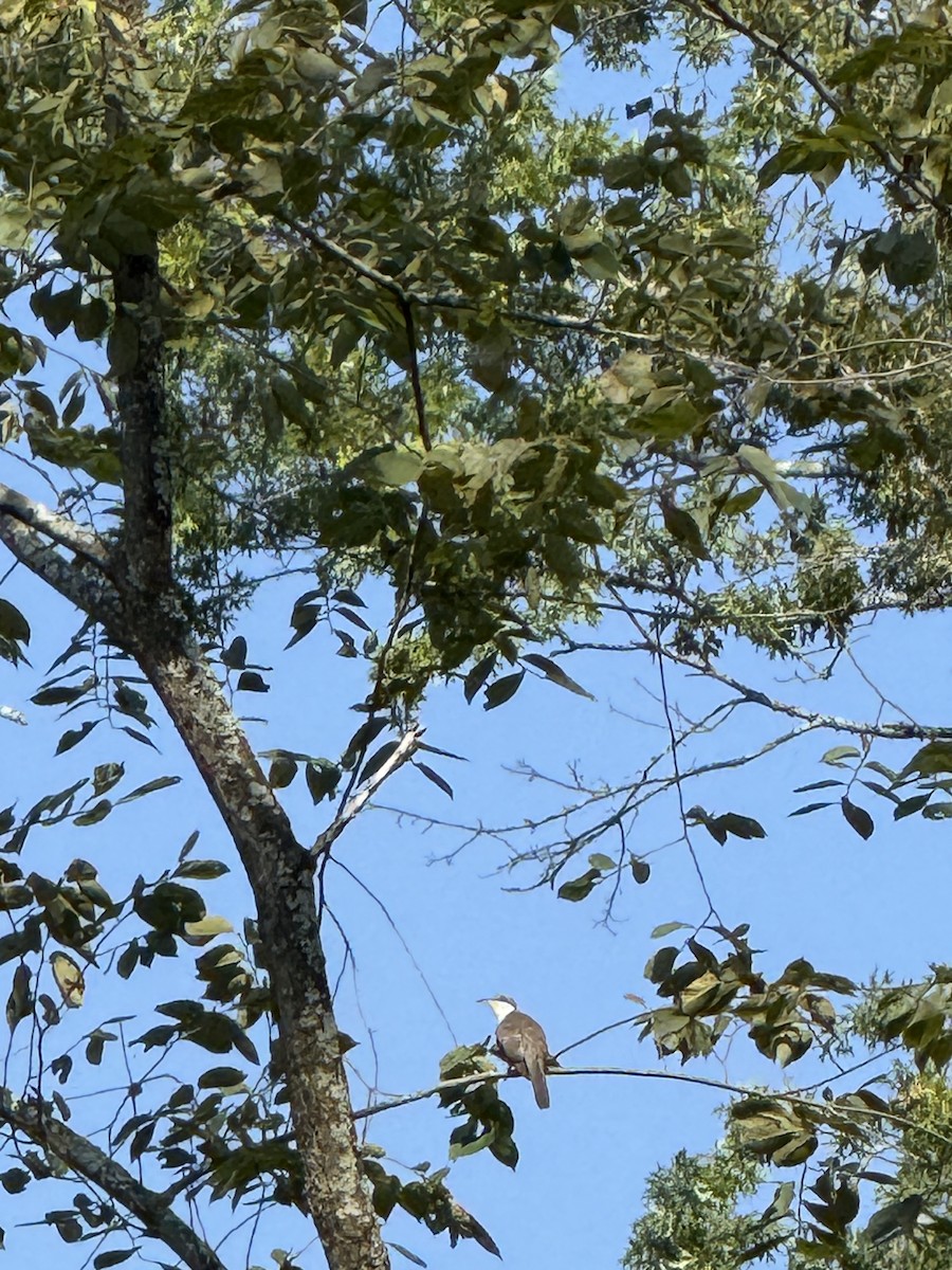 Yellow-billed Cuckoo - ML642237664