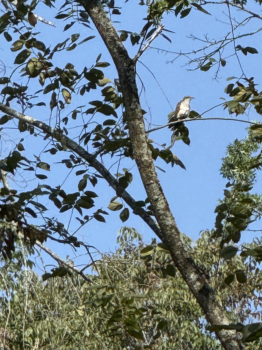 Yellow-billed Cuckoo - ML642237665