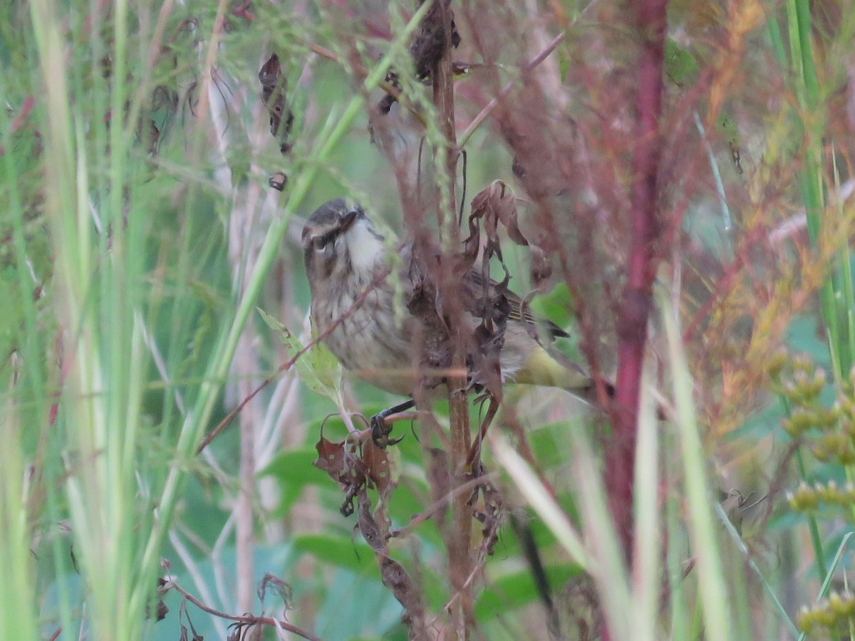 Palm Warbler - ML642237669