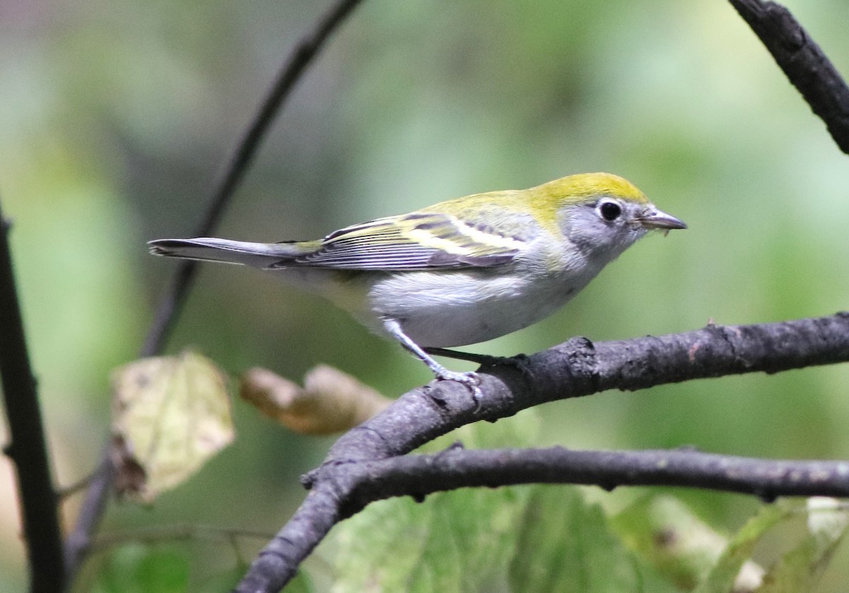Chestnut-sided Warbler - ML642237673