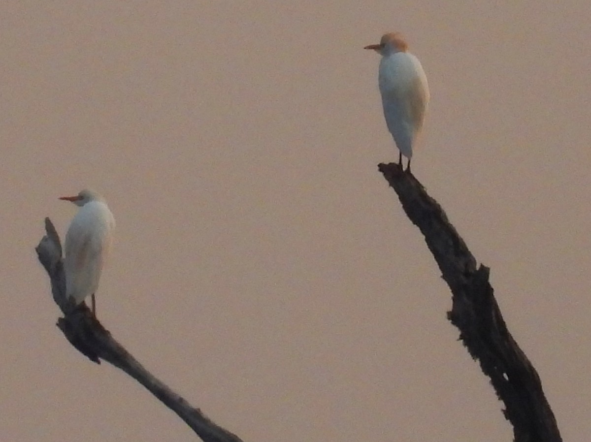 Western Cattle-Egret - ML642237676