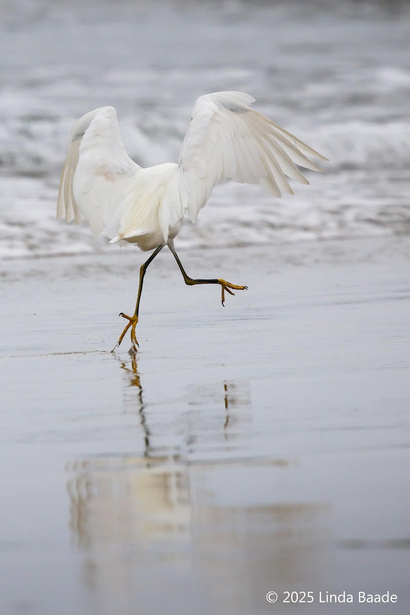 Snowy Egret - ML642237699