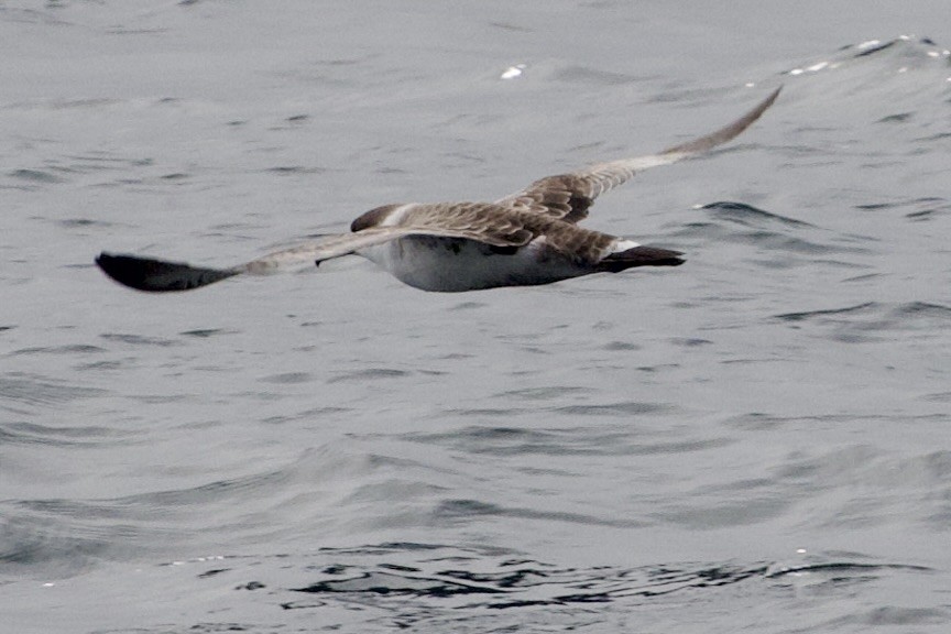 Great Shearwater - ML642237703