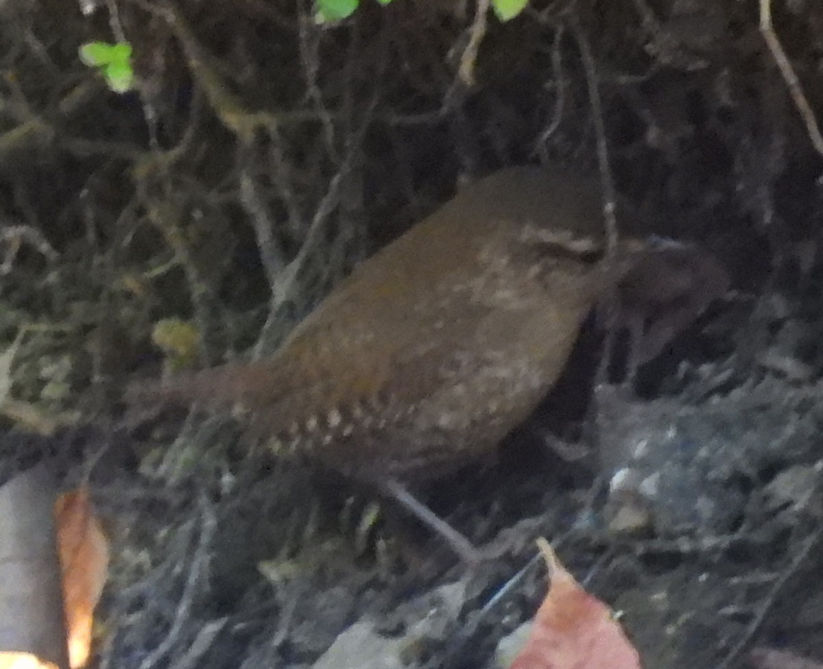Winter Wren - ML642237705