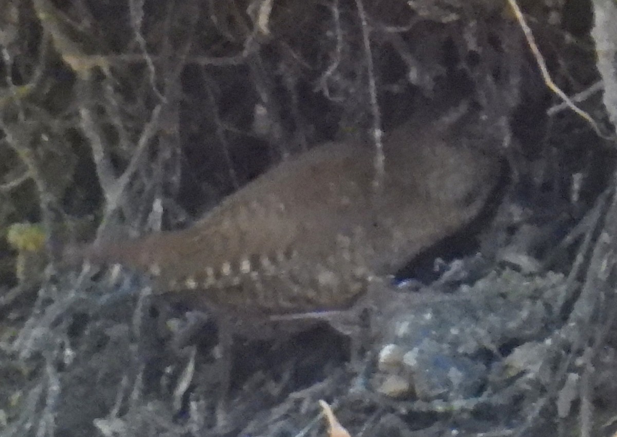 Winter Wren - ML642237706
