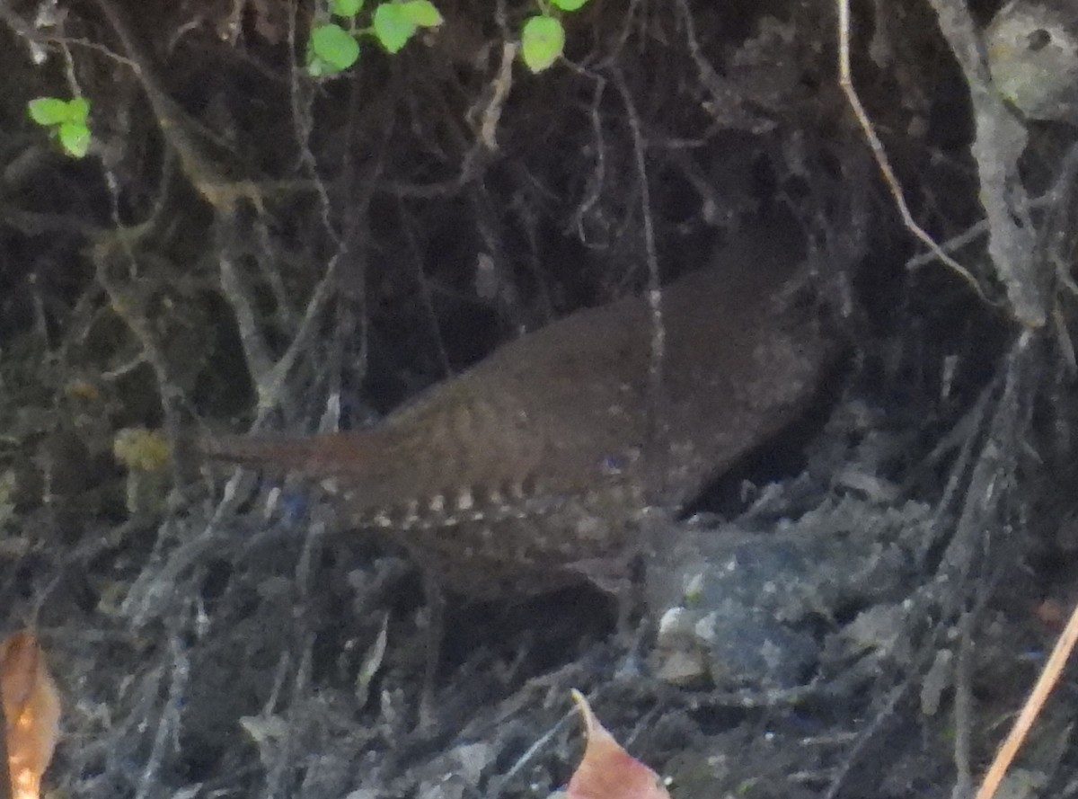 Winter Wren - ML642237708