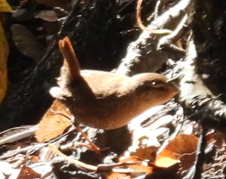 Winter Wren - ML642237710