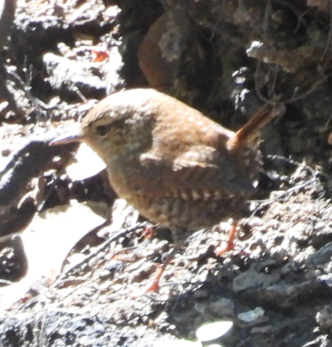 Winter Wren - ML642237711