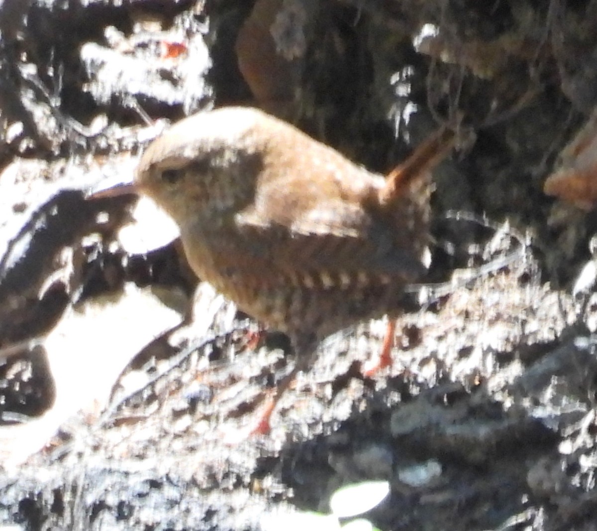 Winter Wren - ML642237712