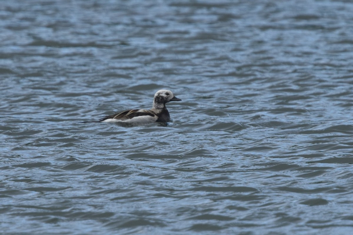 Long-tailed Duck - ML642237718