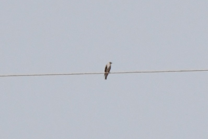 Progne sp. - ML642237800