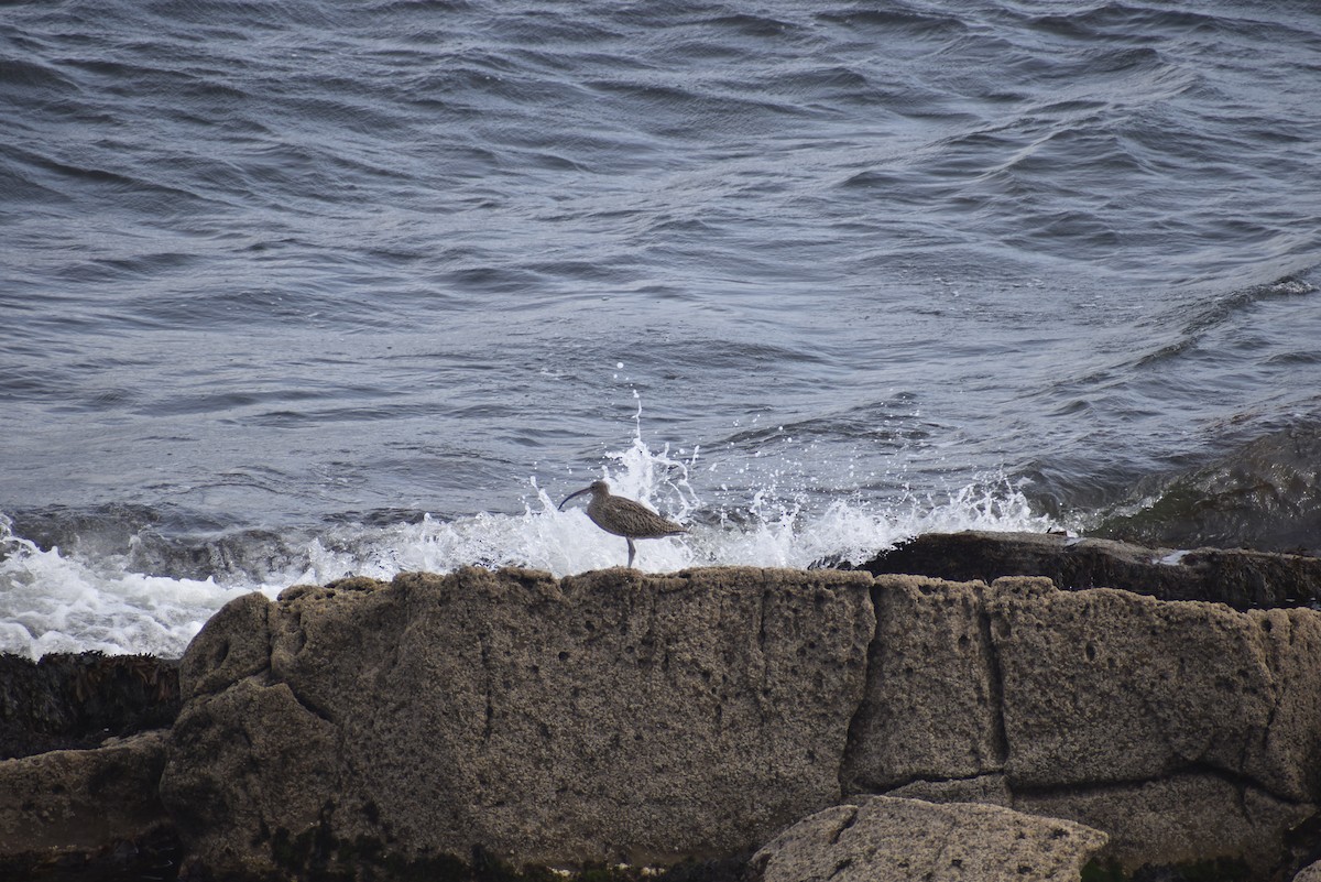 Eurasian Curlew - ML642237829