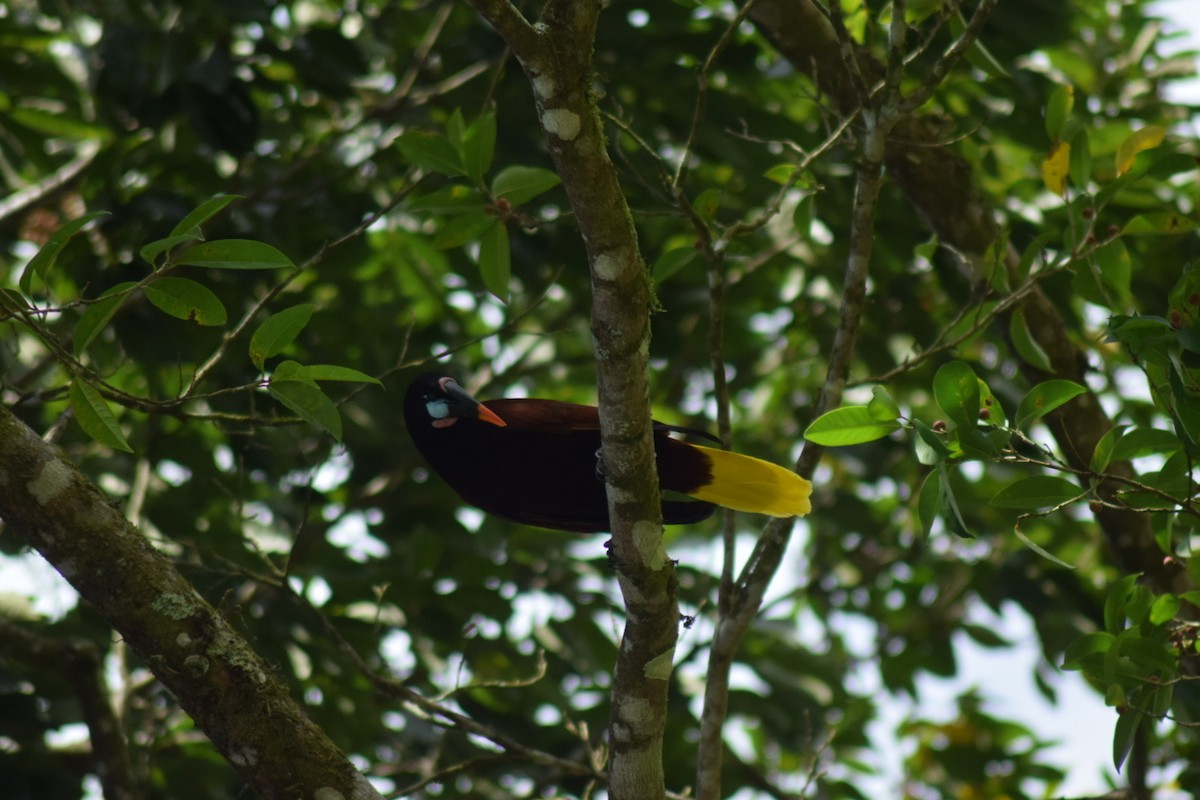 Montezuma Oropendola - ML642237834