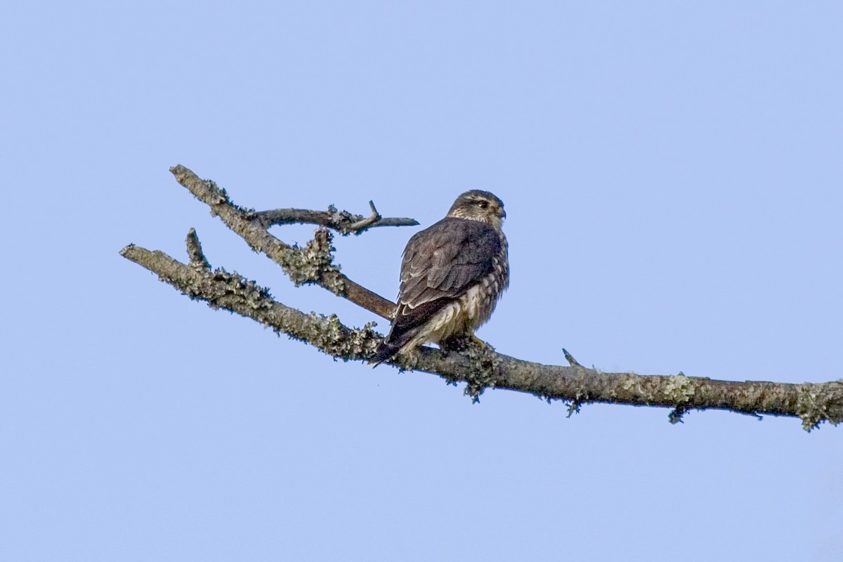 Merlin - ML642237843