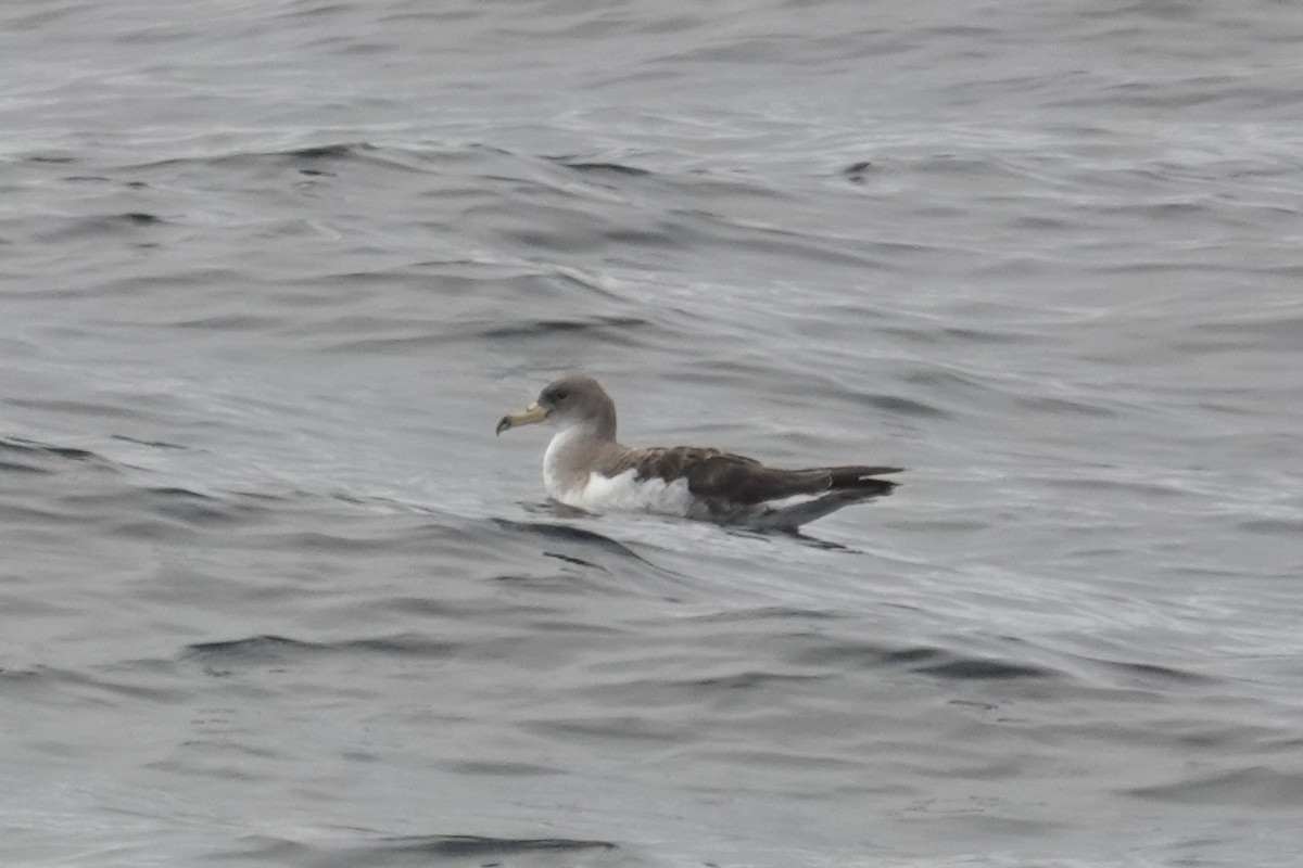 Cory's Shearwater - ML642237845